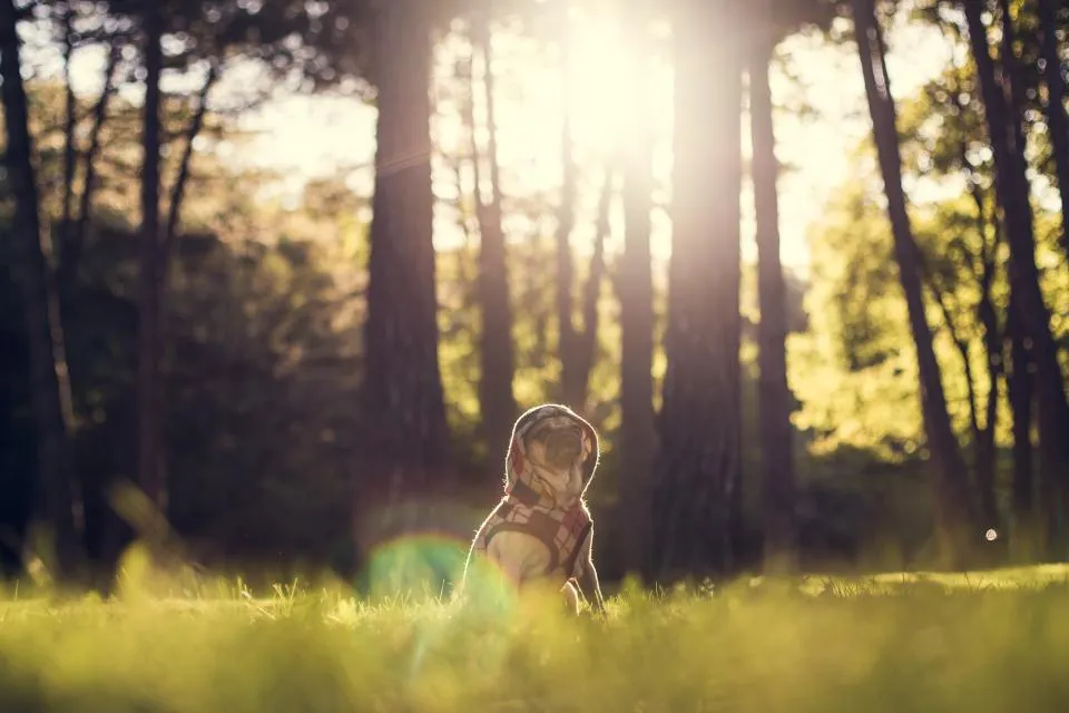 Small dog sitting outdoors in low evening sun