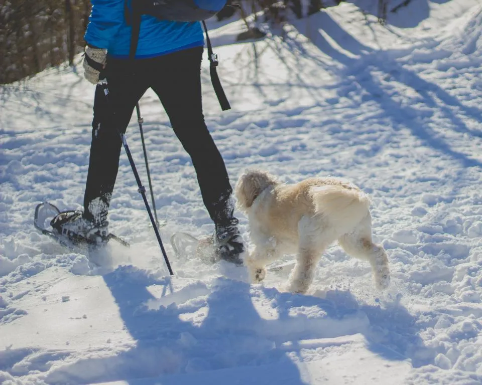 Person snowshoeing with a dog in fresh snow