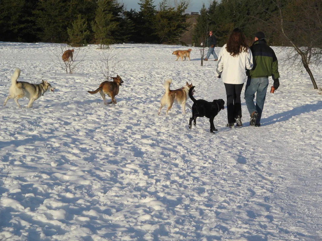 People walking dogs in a snowy park